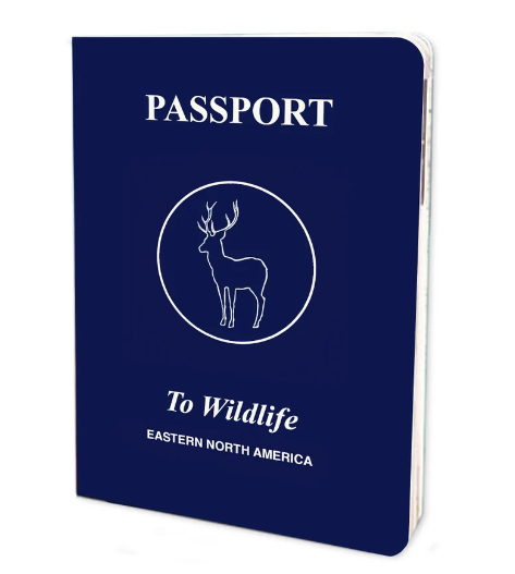 Wildlife Animals of Eastern North America