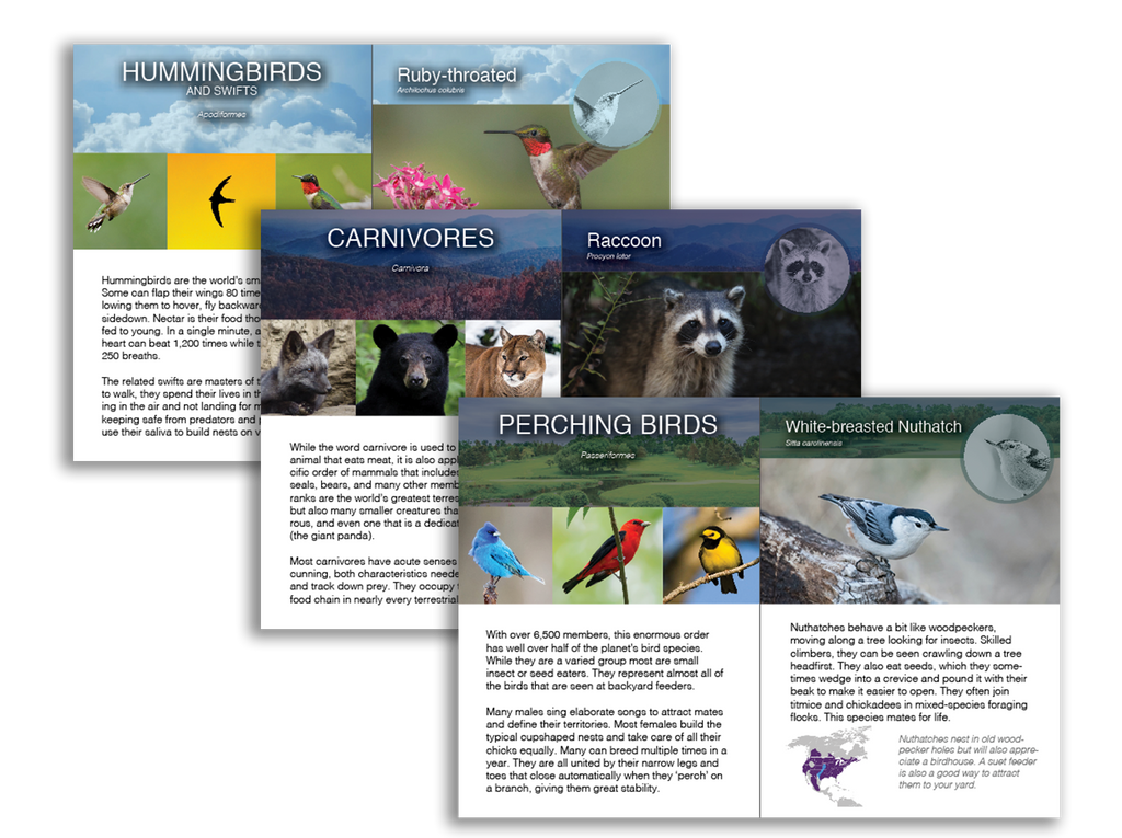 Wildlife Animals of Eastern North America