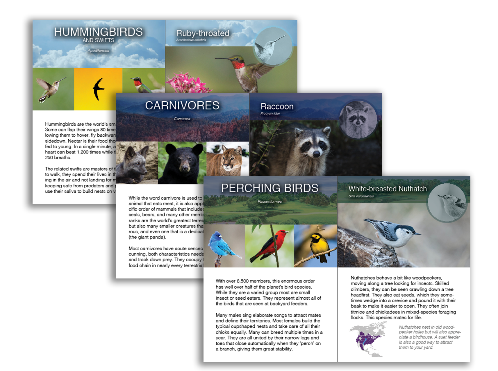 Wildlife Animals of Eastern North America