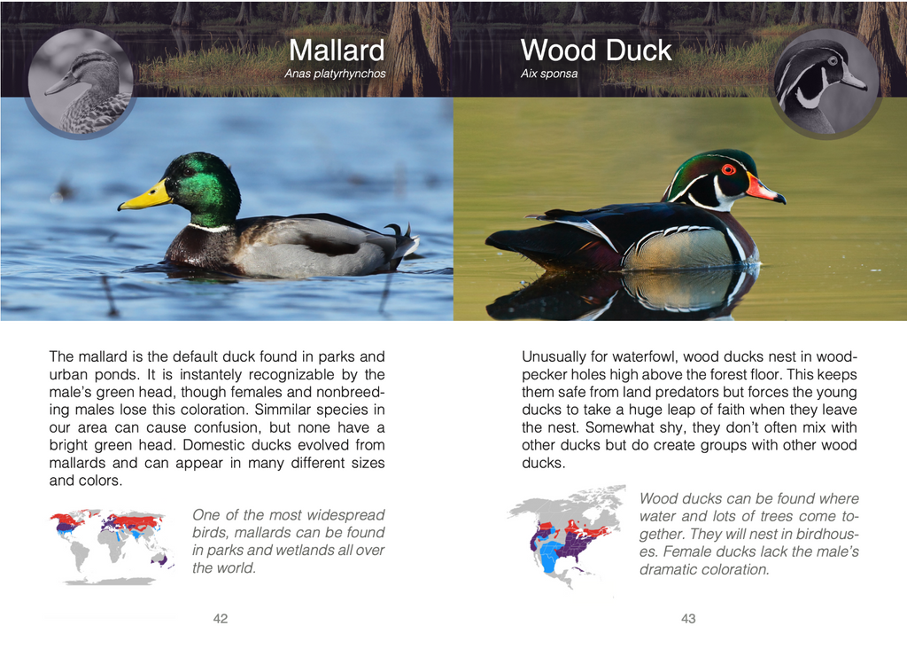Wildlife Animals of Eastern North America