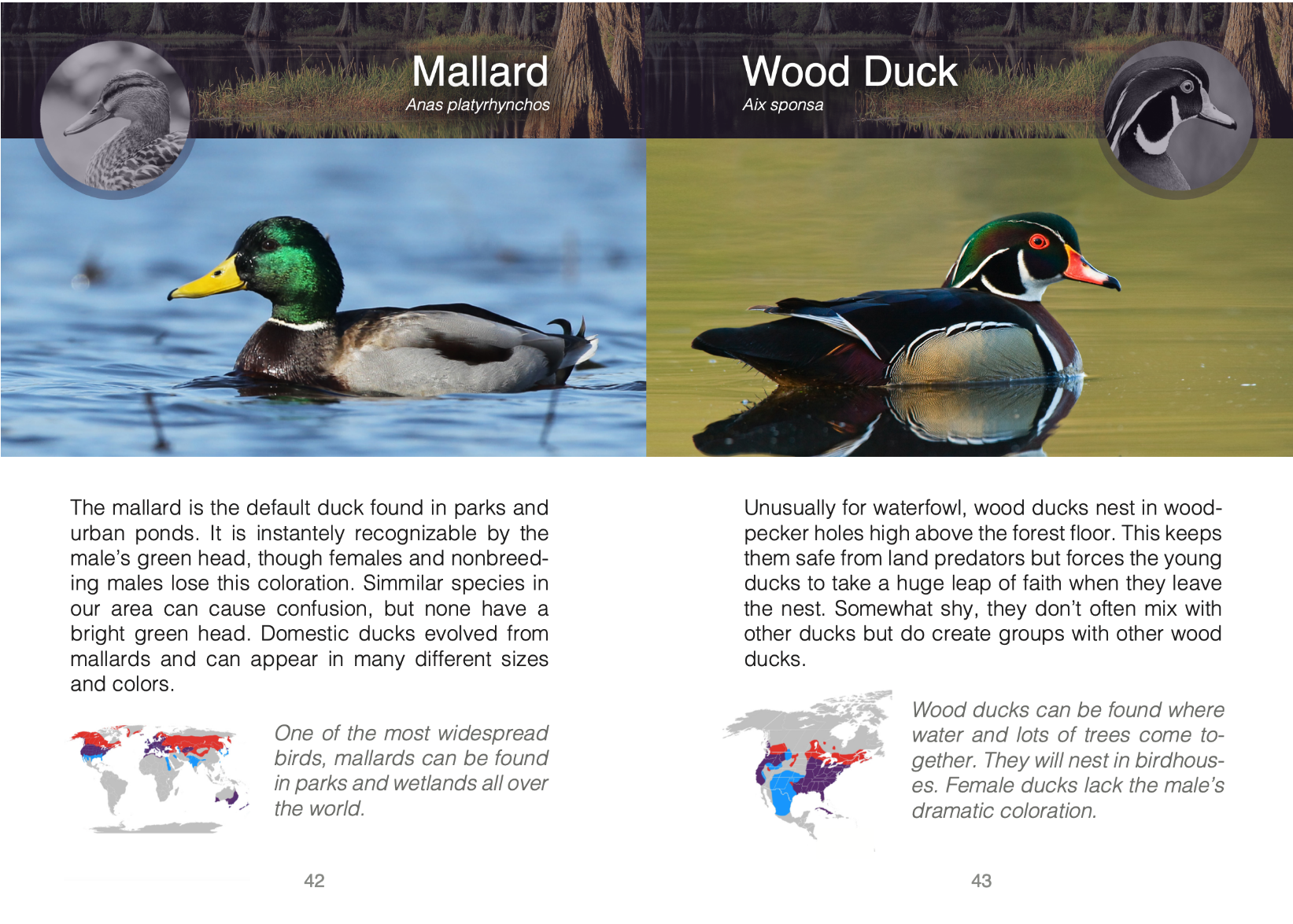 Wildlife Animals of Eastern North America