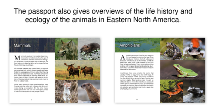 Wildlife Animals of Eastern North America